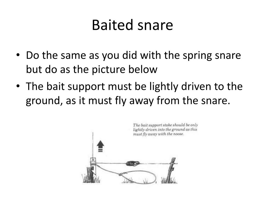 PPT - Traps and Snares PowerPoint Presentation, free download - ID:1967275