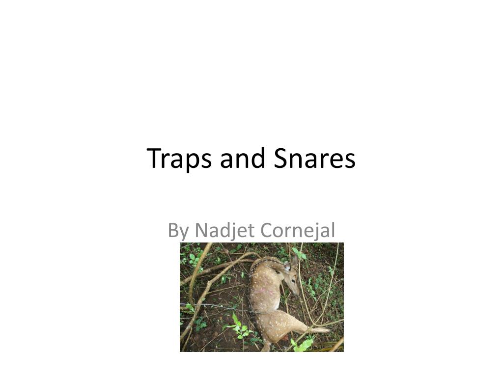 PPT - Traps and Snares PowerPoint Presentation, free download - ID