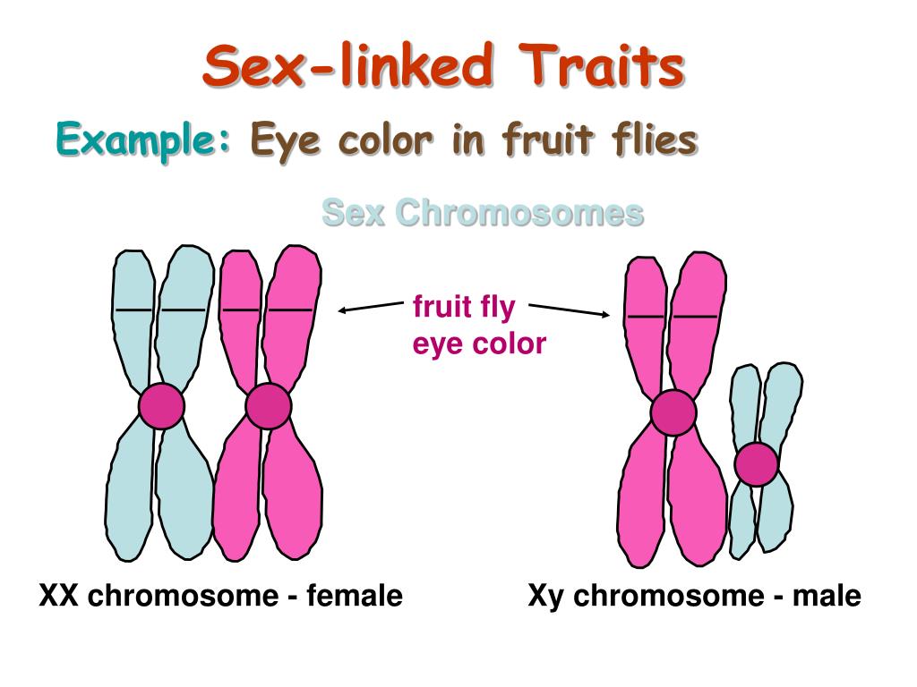 Sex-linked Traits.