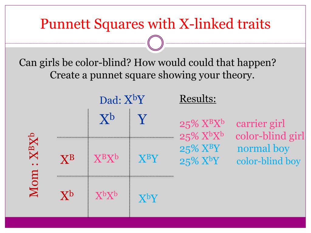 Punnett Squares X Linked Worksheet Answers Printable Word Searches Punnett Squares X Linked Worksheet Answers Printable Word Searches