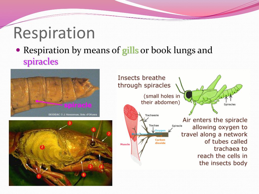 PPT - Arthropods! PowerPoint Presentation, free download - ID:1968103