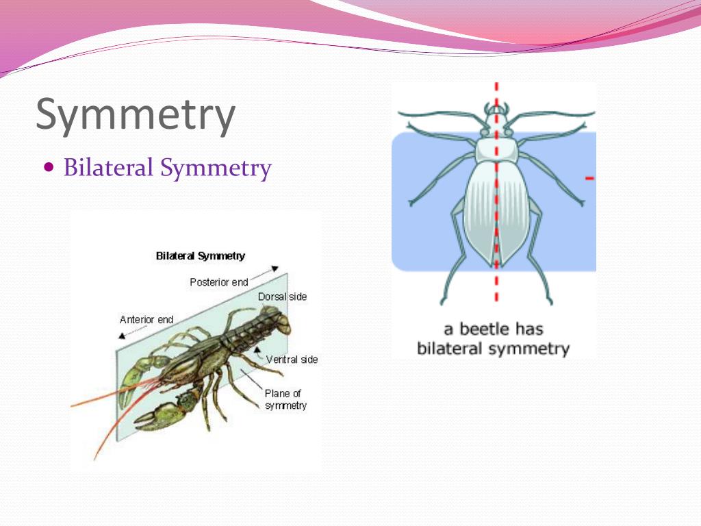 PPT - Arthropods! PowerPoint Presentation, free download - ID:1968103