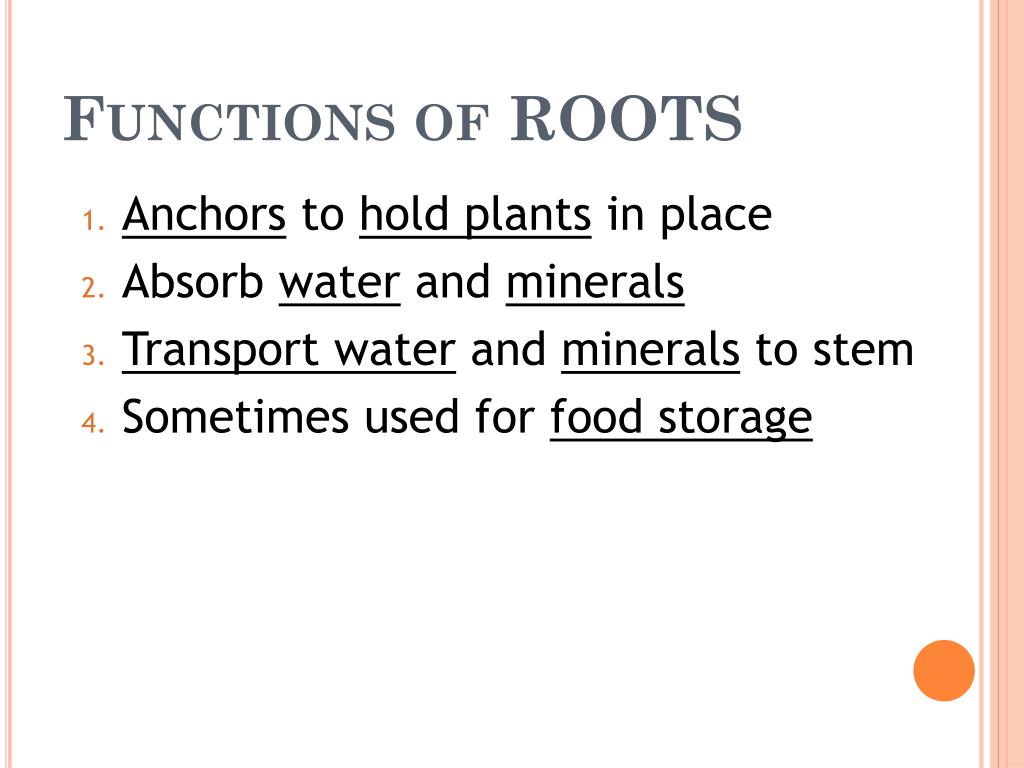 PPT - Plants: Roots, Stems, Leaves, seeds and Flowers PowerPoint ...