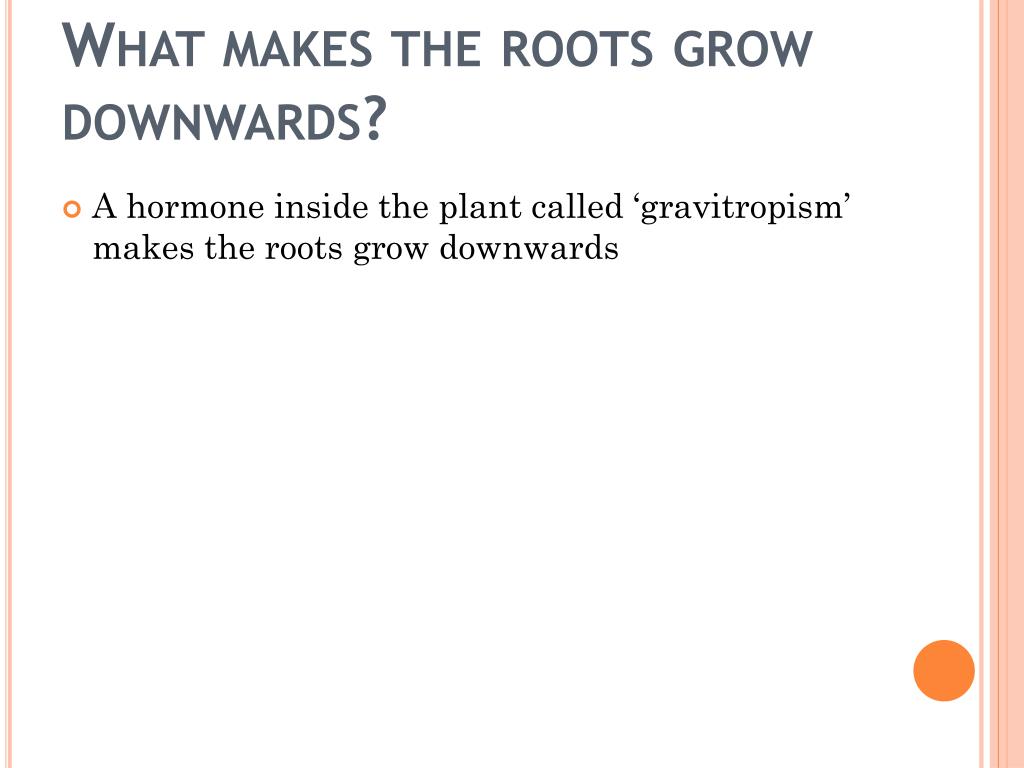PPT Plants Roots, Stems, Leaves, seeds and Flowers PowerPoint