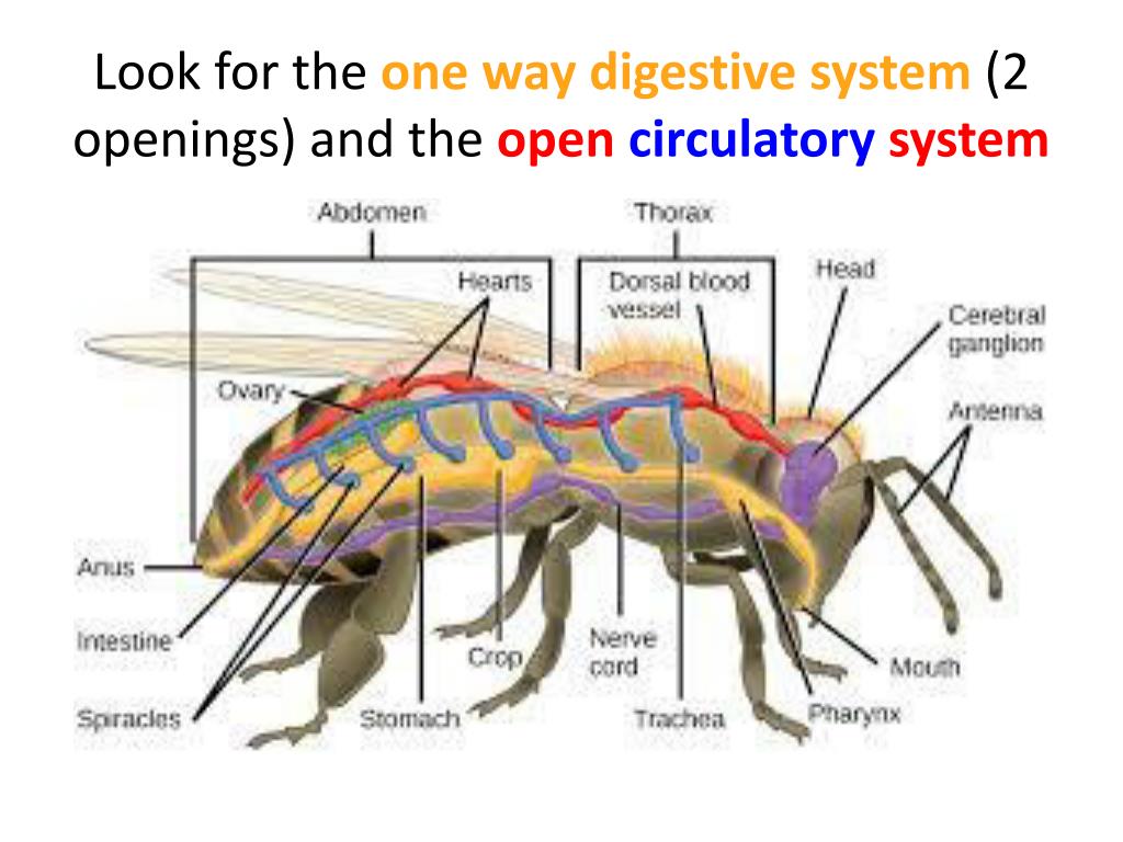 PPT - Arthropods PowerPoint Presentation, free download - ID:1969350