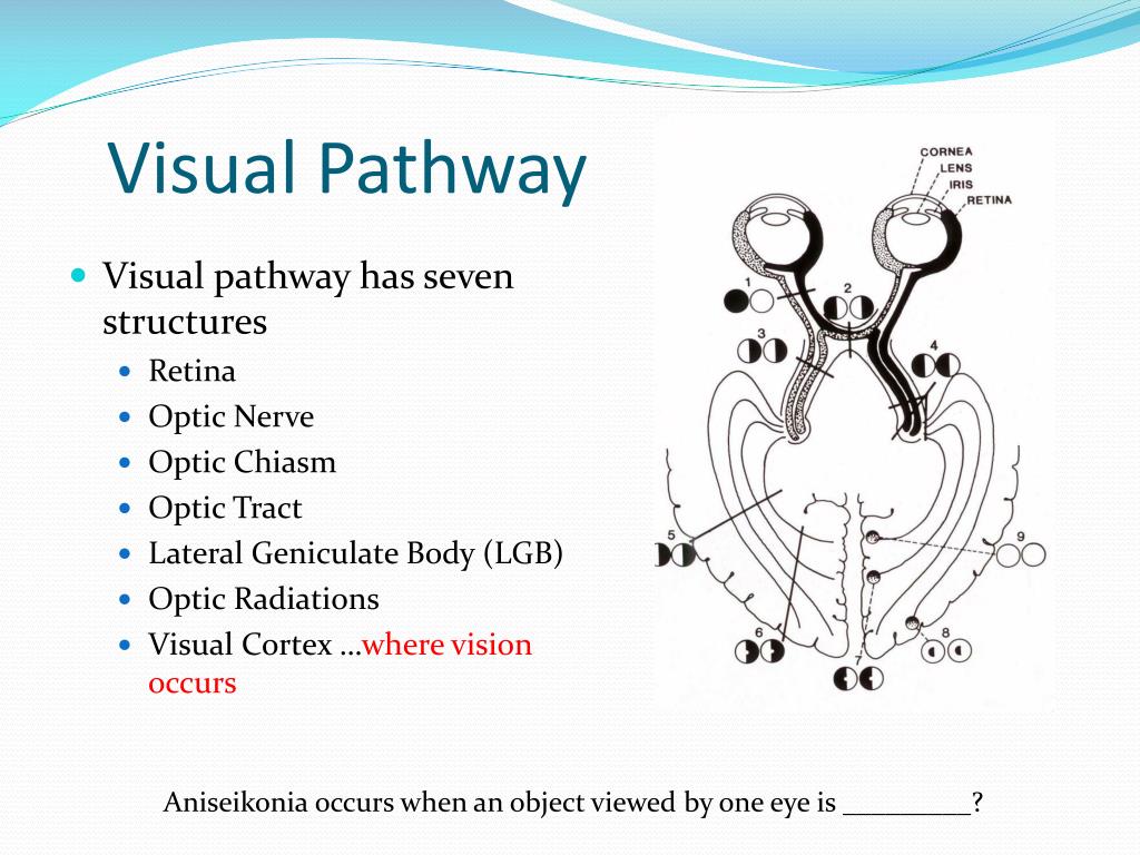 Structure Of Visual Pathway
