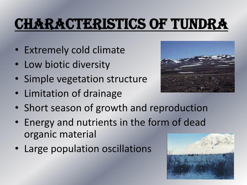 Энтити тундра. Tundra Biome. Биом тундры. The climate of the Tundra is. Выводы про биом тундры.