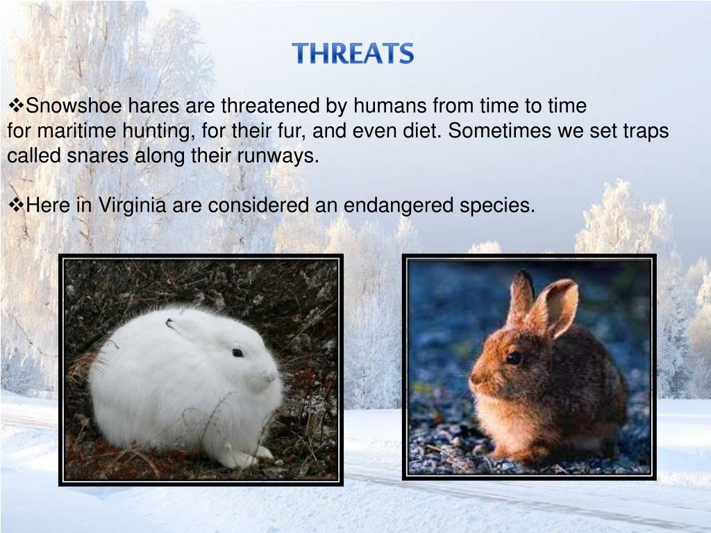 PPT - SNOWSHOE HARE (LEPUS AMERICANUS VIRGINIANUS) PowerPoint ...