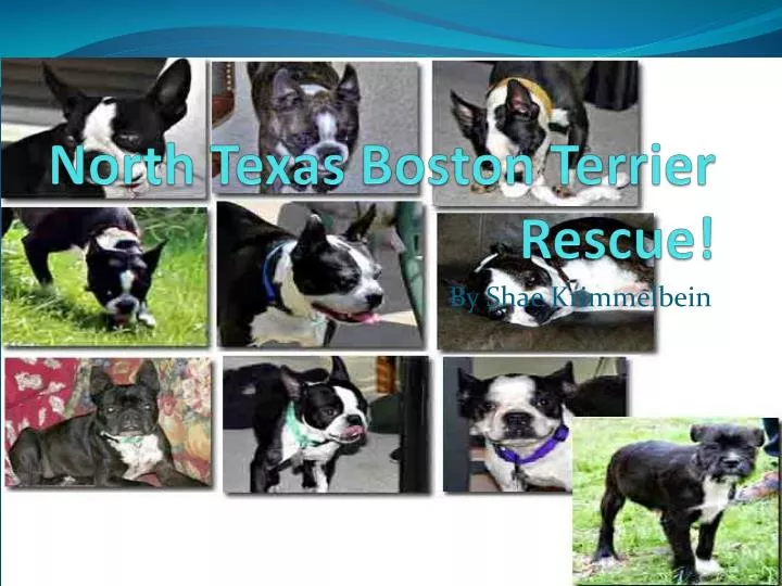 PPT North Texas Boston Terrier Rescue! PowerPoint