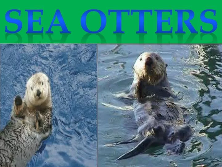 PPT - SEA OTTERS PowerPoint Presentation, free download - ID:1972654