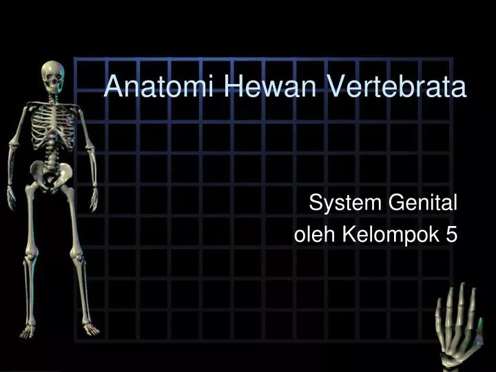 PPT Anatomi Hewan  Vertebrata  PowerPoint Presentation 