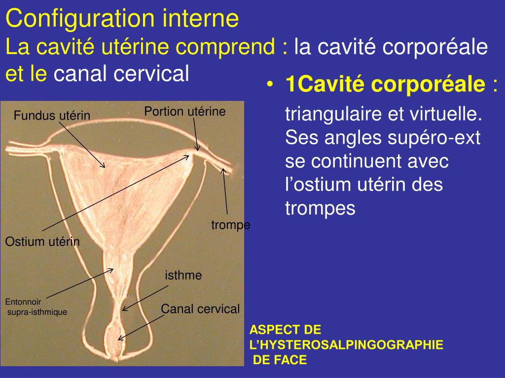 Configuration interneLa cavité utérine comprend 