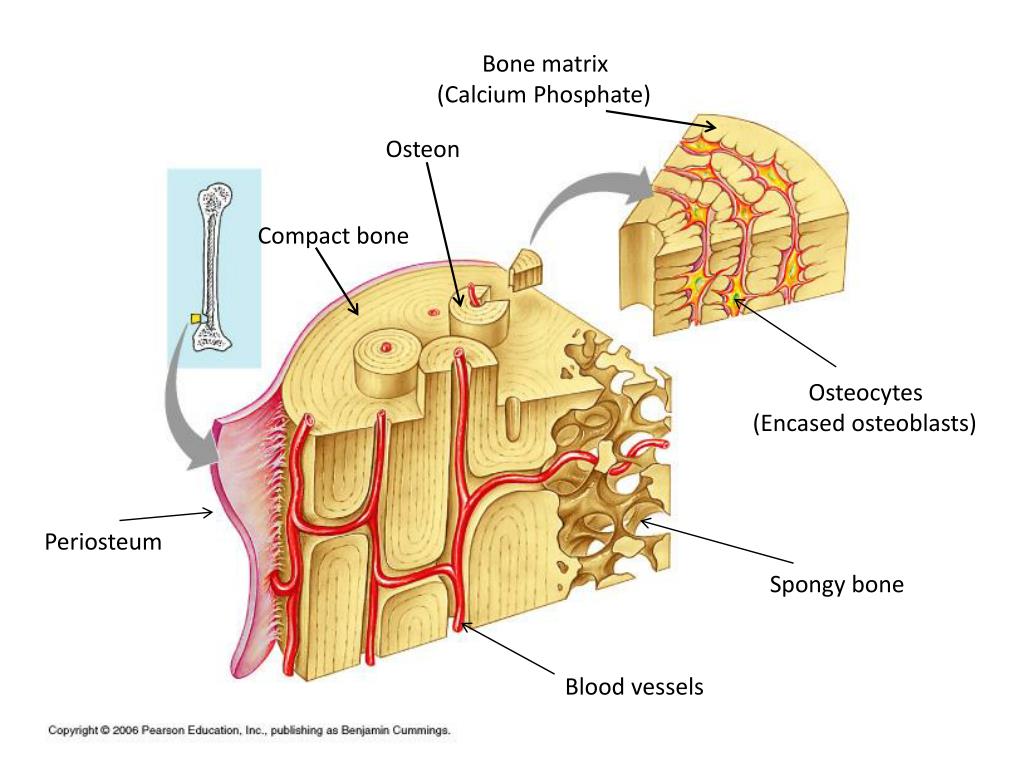 PPT Understanding Compact Bone Structure Osteons Osteocytes And PPT Understanding Compact Bone Structure Osteons Osteocytes And