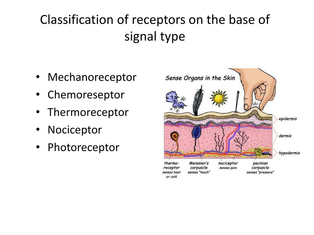 PPT Sensory System PowerPoint Presentation Free Download ID