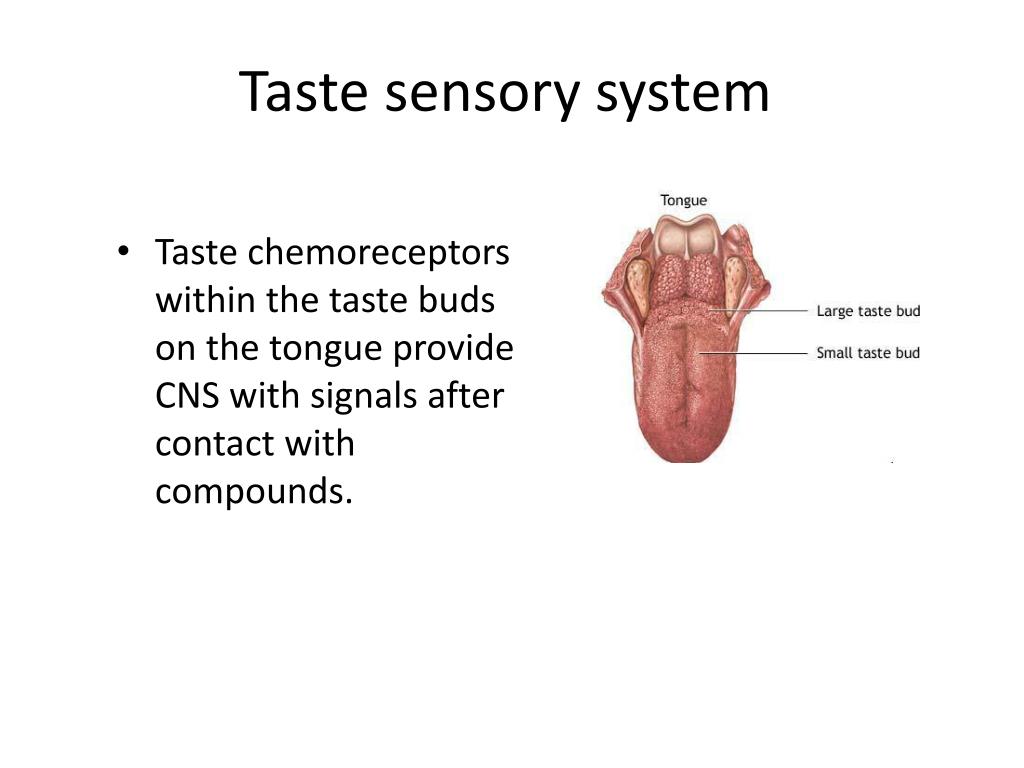 Sensory system PowerPoint Presentation, free download Biology Diagrams