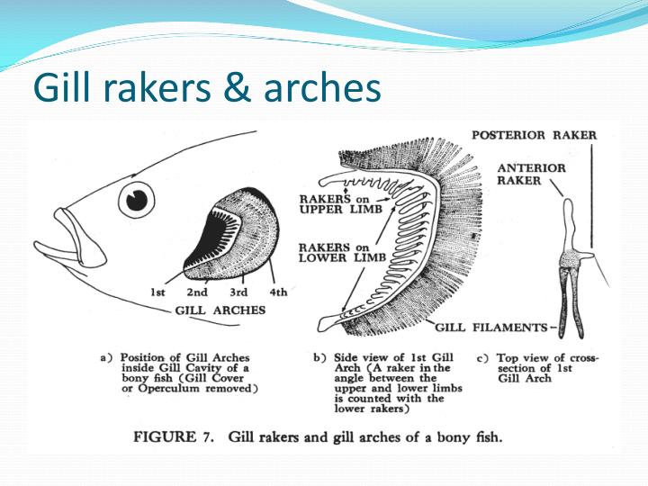 PPT - Internal Physiology of Fishes PowerPoint Presentation - ID:1973172