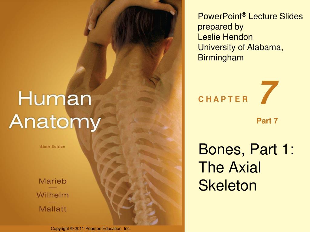 7 bone. Спина held. Lecture Slides.