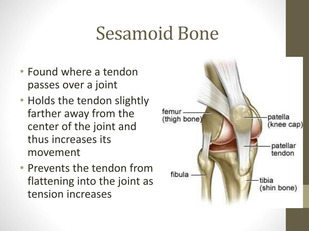 PPT The Skeletal System PowerPoint Presentation Free Download ID 