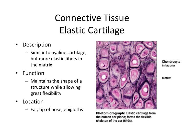 PPT - Chapter 4 - Tissues PowerPoint Presentation - ID:1973245