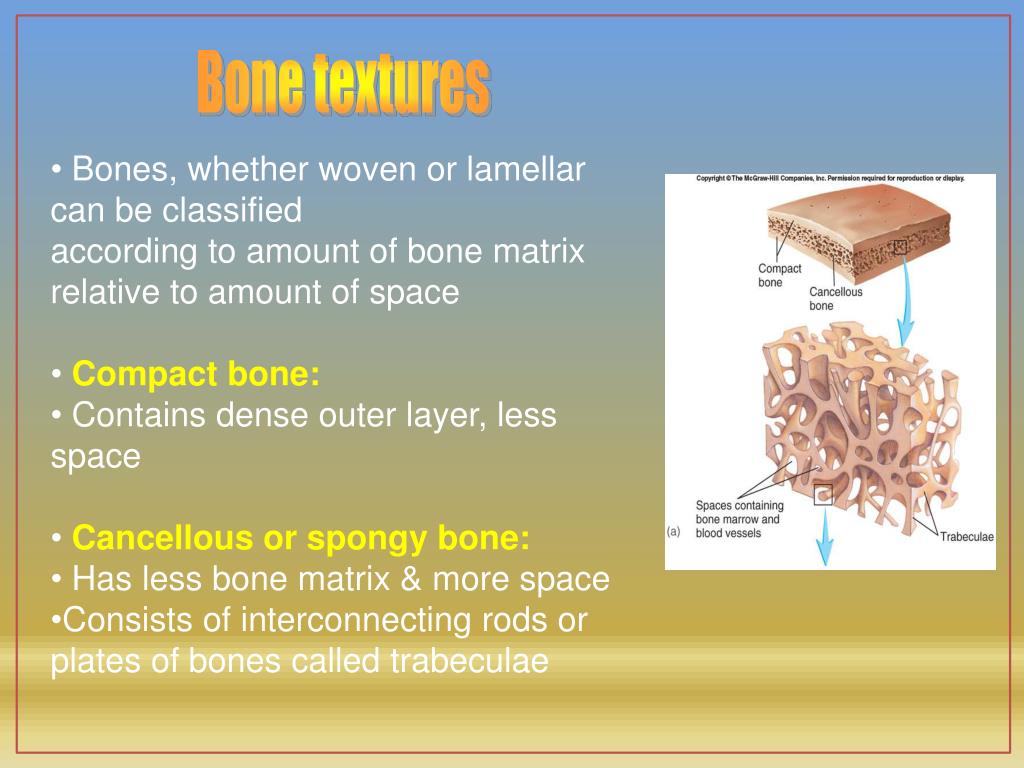 PPT - Skeletal System Bones and Bone Tissue PowerPoint Presentation