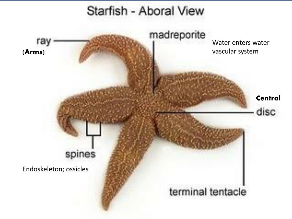 Морские звезды системы. Строение морской звезды. Starfish осминожков. Амбулакральная система иглокожих. Амбулакральная система морской звезды.