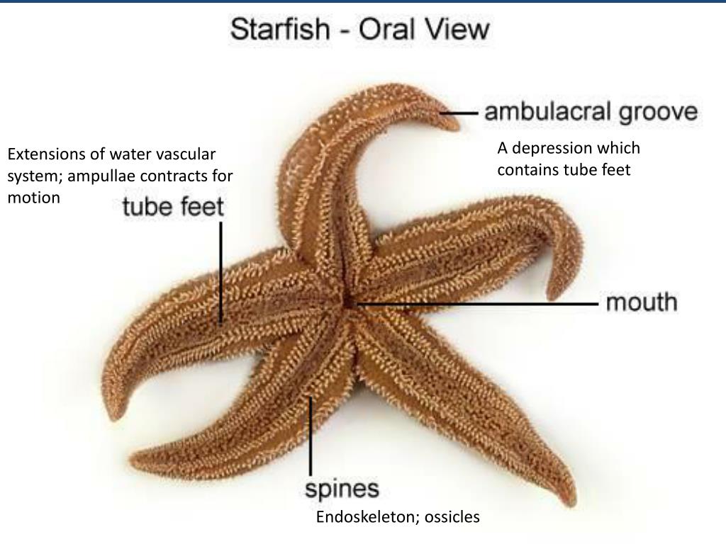 PPT - Sea Star Anatomy PowerPoint Presentation, free download - ID:1973302