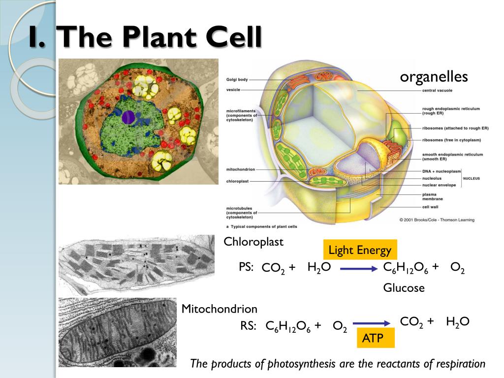 Cell contains