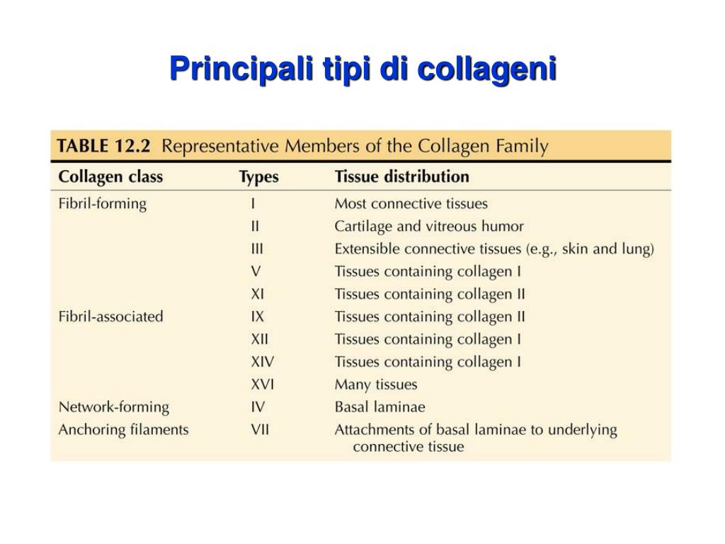 PPT - Collageni PowerPoint Presentation - ID:1973438