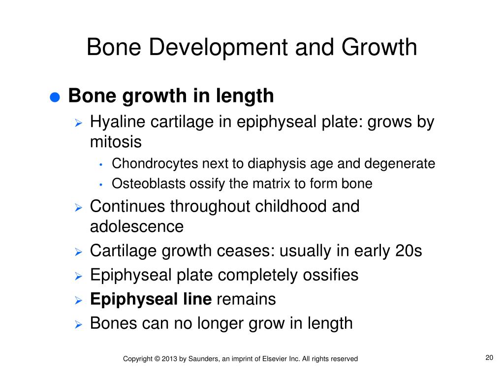 Chapter 07 Skeletal System PowerPoint Presentation free download Biology Diagrams