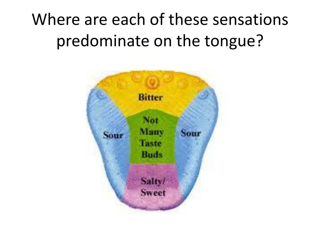 PPT - Somatic & Special Senses PowerPoint Presentation, free download - ID:1973790