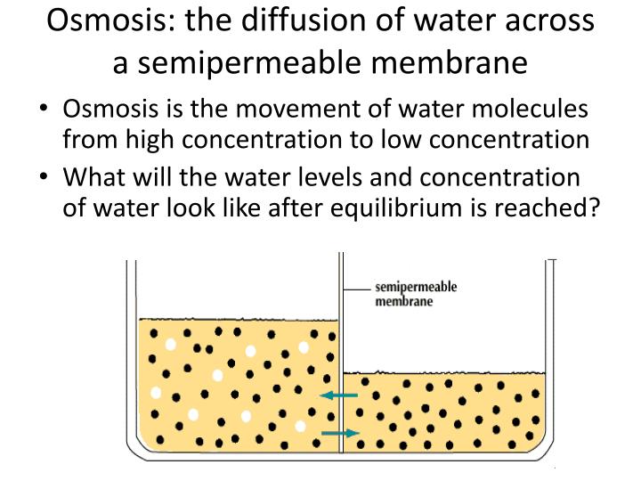 ppt diffusion and osmosis powerpoint presentation id 1973845 movement of water across a membrane