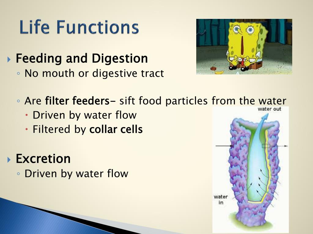 PPT Phylum Porifera  Sponges PowerPoint Presentation 