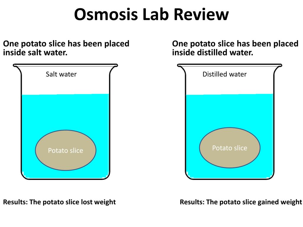 Osmosis Lab Review.