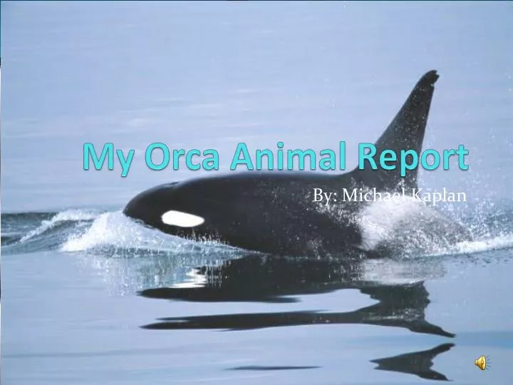 my orca animal report n.