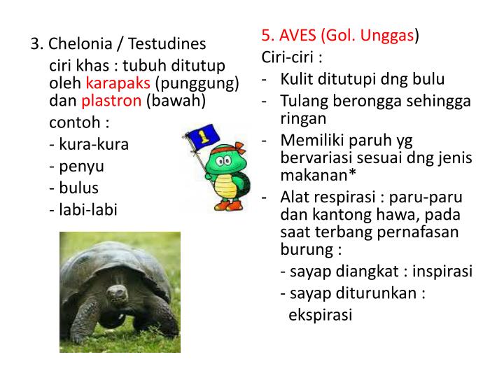 PPT SUBFILUM VERTEBRATA  PowerPoint Presentation ID 