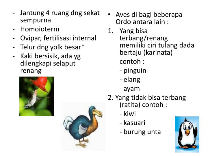 PPT SUBFILUM VERTEBRATA  PowerPoint Presentation ID 