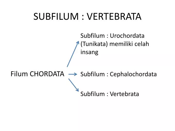 PPT SUBFILUM VERTEBRATA  PowerPoint Presentation ID 