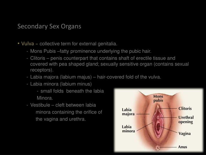 Y chromosome