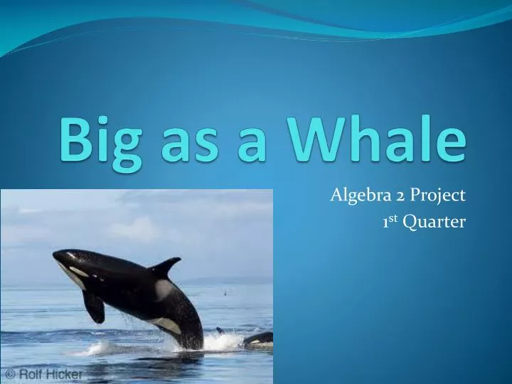 PPT - Big As A Whale PowerPoint Presentation, Free Download - ID:1975036