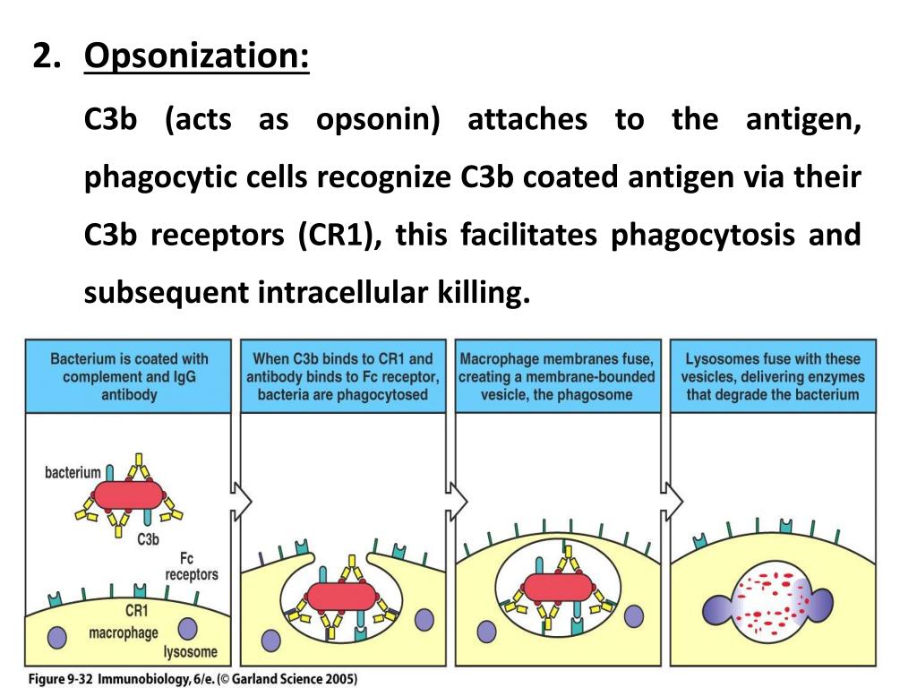 ppt-complement-system-powerpoint-presentation-free-download-id-1975728