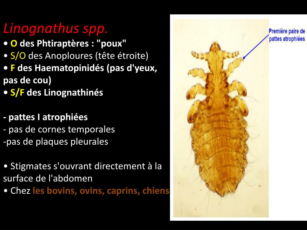 PPT - Lentes (œufs de poux) • Petits éléments blanchâtres de 1 mm ...
