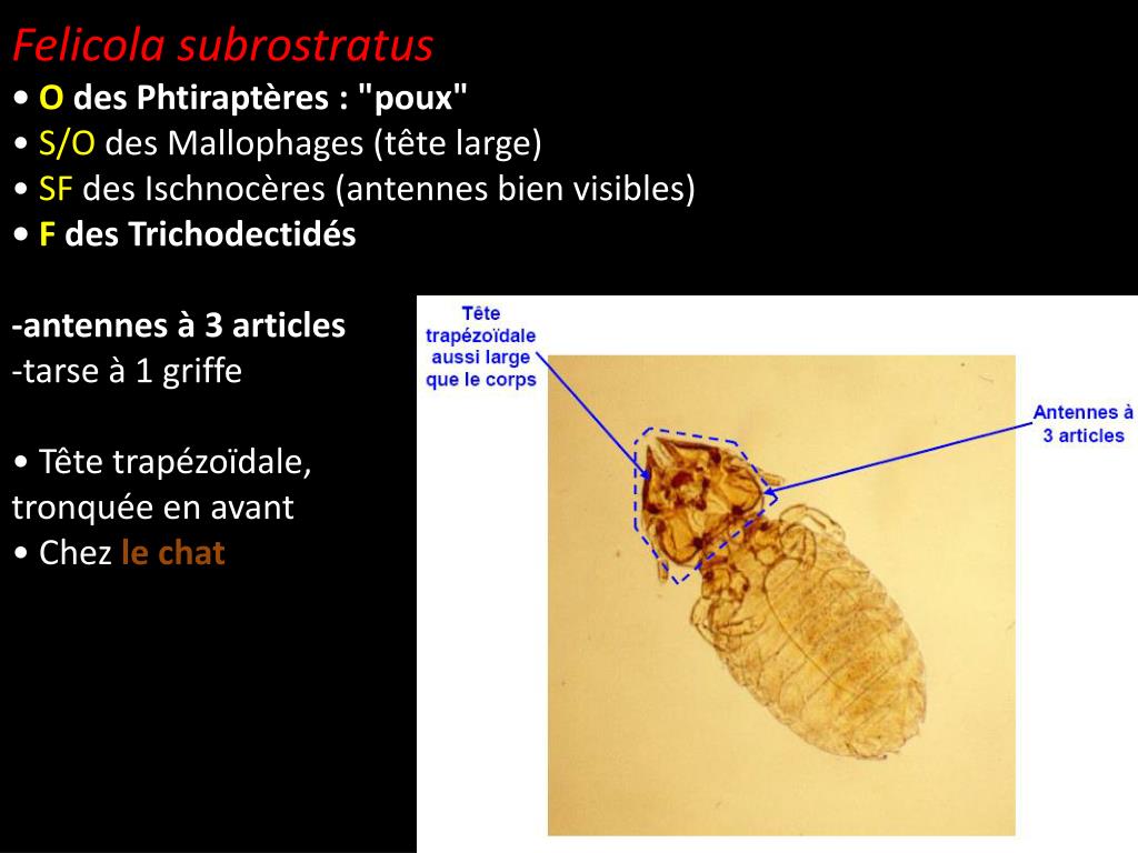 PPT - Lentes (œufs de poux) • Petits éléments blanchâtres de 1 mm ...