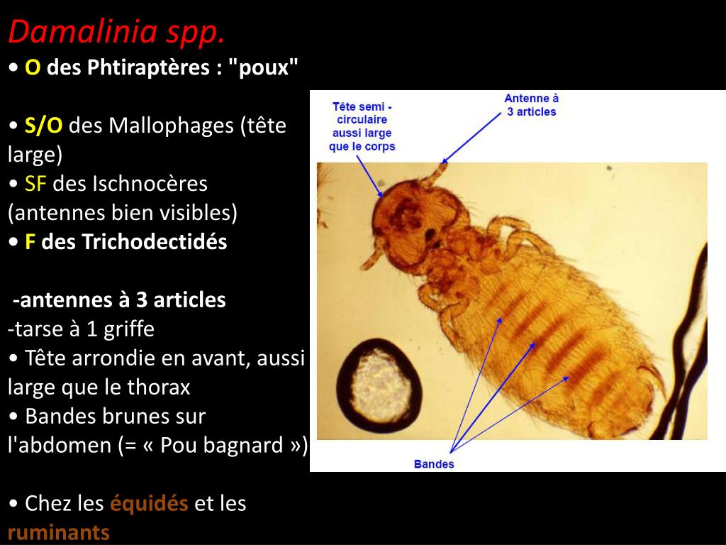 PPT - Lentes (œufs de poux) • Petits éléments blanchâtres de 1 mm ...
