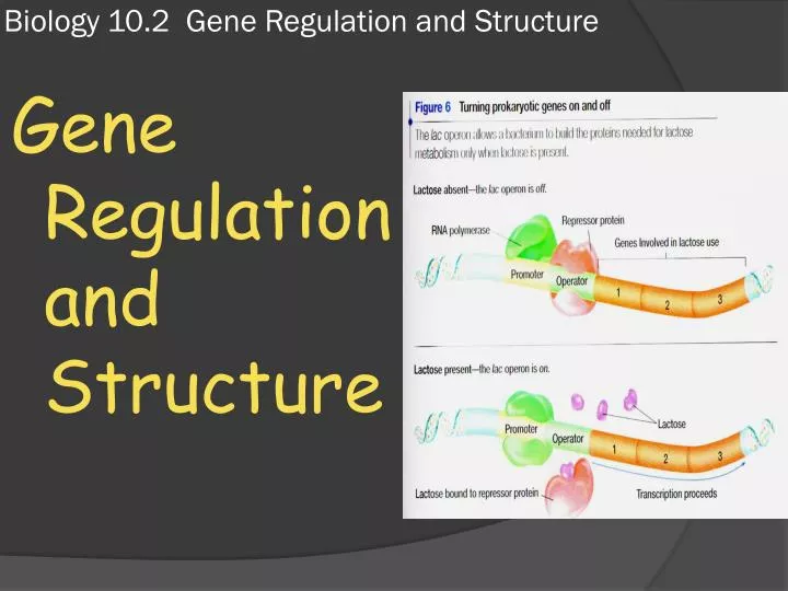 PPT - Biology 10.2 Gene Regulation and Structure PowerPoint