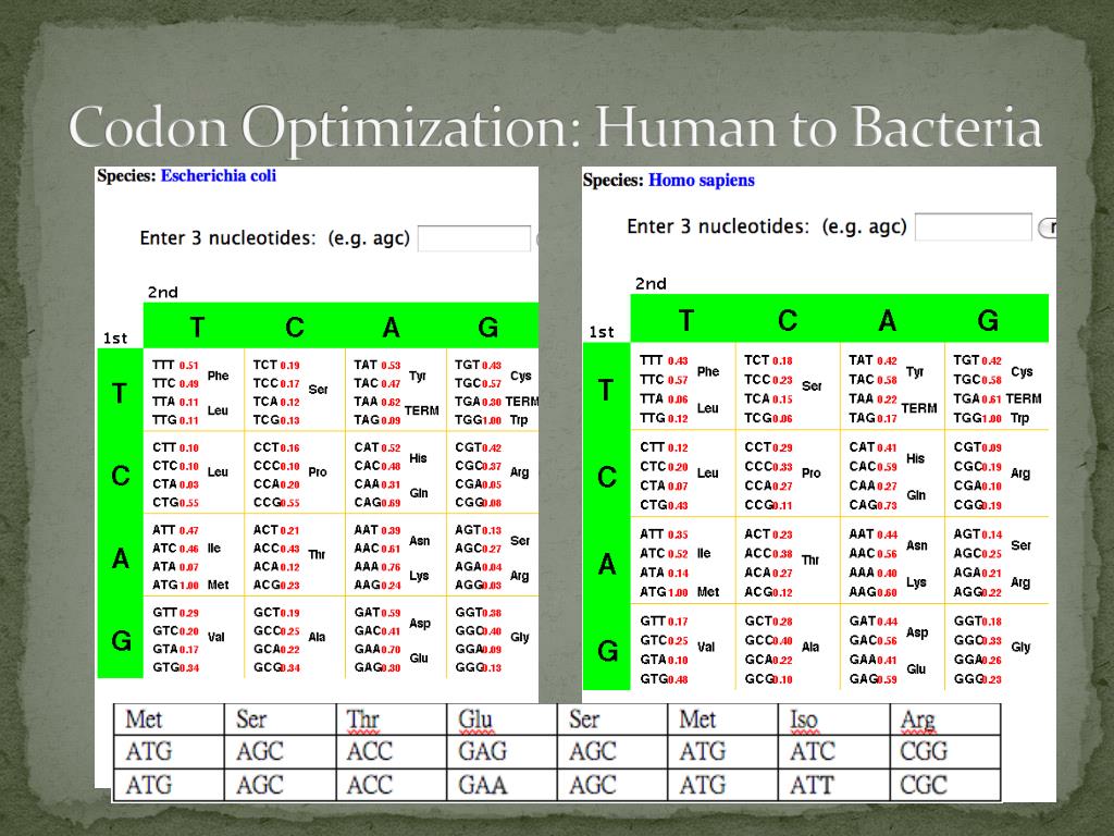 E Codon Usage Chart