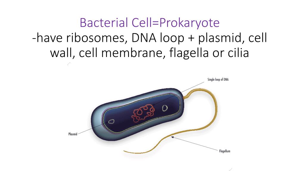 PPT - Cells, Communication and Molecular Biology Review PowerPoint
