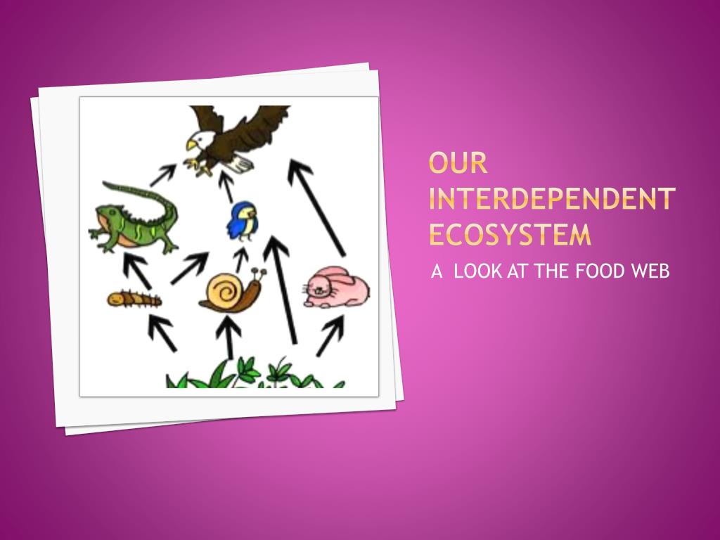 PPT - Our Interdependent Ecosystem PowerPoint Presentation, free download - ID:1976915 PPT - Our Interdependent Ecosystem PowerPoint Presentation, free download - ID:1976915