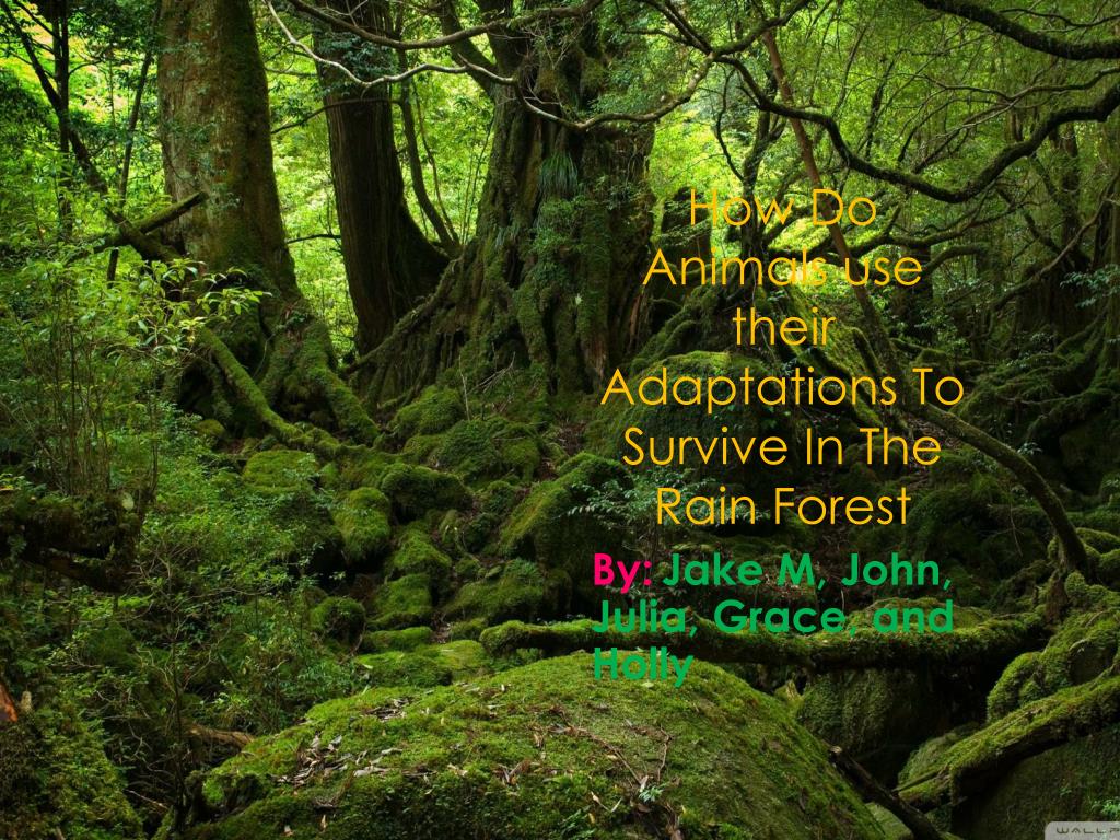 PPT - How Do Animals use their Adaptations To Survive In The Rain Forest  PowerPoint Presentation - ID:1976955