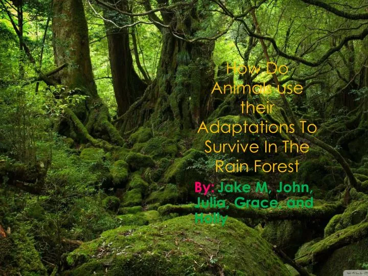PPT - How Do Animals use their Adaptations To Survive In The Rain Forest PowerPoint Presentation - ID:1976955 PPT - How Do Animals use their Adaptations To Survive In The Rain Forest PowerPoint Presentation - ID:1976955