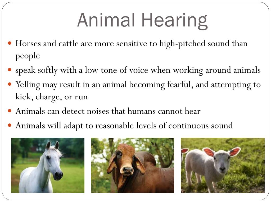 Hear animal